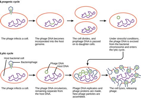 Virus Infections and Hosts | Biology for Majors II