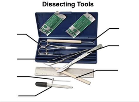 Dissecting Tools Diagram | Quizlet