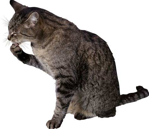 Cat PNG