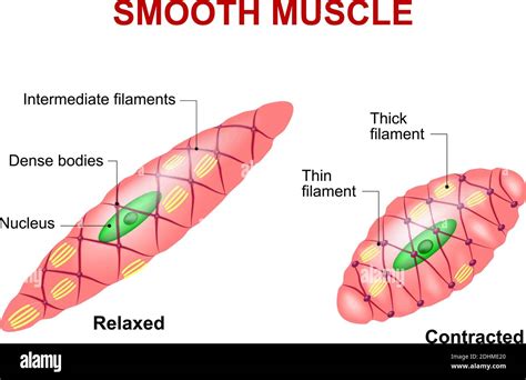 Smooth muscle hi-res stock photography and images - Alamy