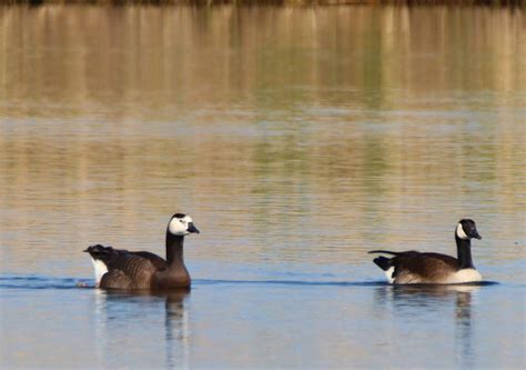 Kanadagans x Nonnengans (Branta canadensis x Branta leucop… | Flickr