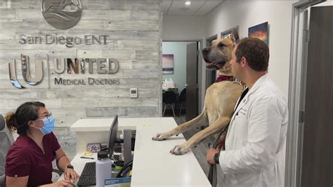 'Thor' the Great Dane therapy dog greets cancer patients | cbs8.com