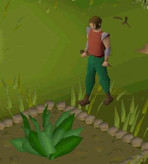 Farming toadflax - OSRS Wiki