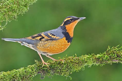The Anatomy Of Birds: Anatomical Differences &amp; Features