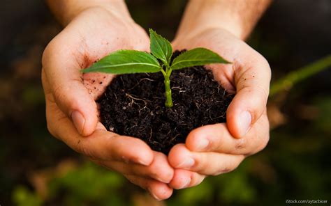 Free photo: Growing - Bloom, Branches, Closeup - Free Download - Jooinn