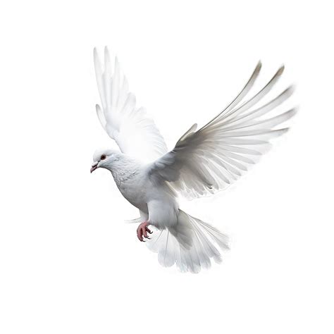 White dove on transparent background 24280398 PNG