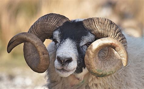 Mammal Ram Goat Horns Image Free Photo