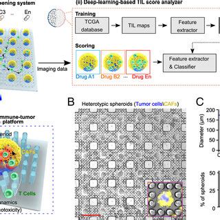 Integration of automated screening platform. (A) Schematics of the ...
