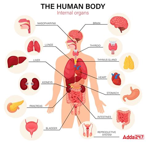 Human Body Organs Diagram Simple