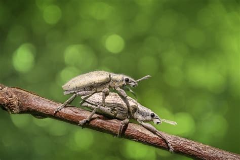 900+ Best Bugs Photos · 100% Free Download · Pexels Stock Photos