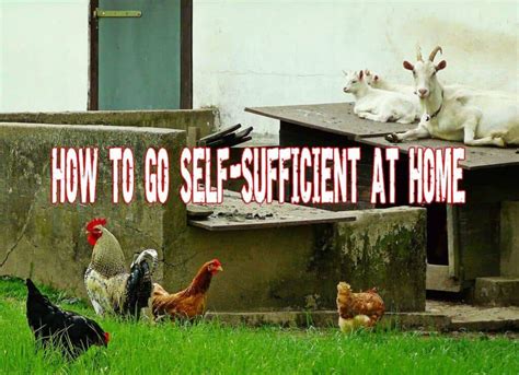 How To Go Self-sufficient At Home - Prepper's Will