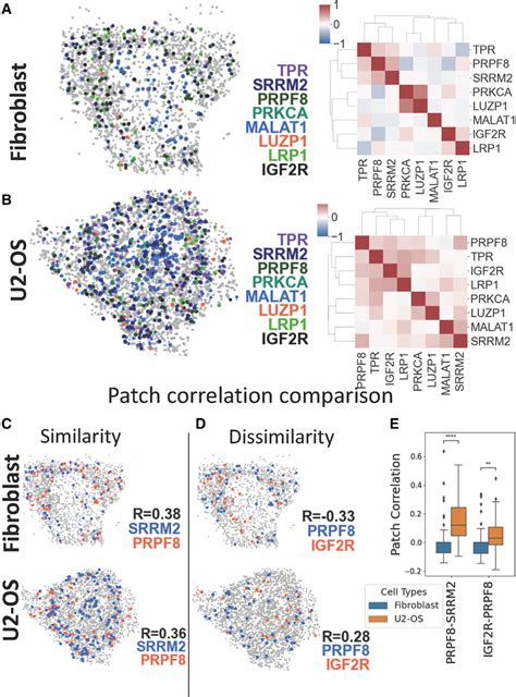 Patch-level analysis reveals subcellular heterogeneity in spatial ...