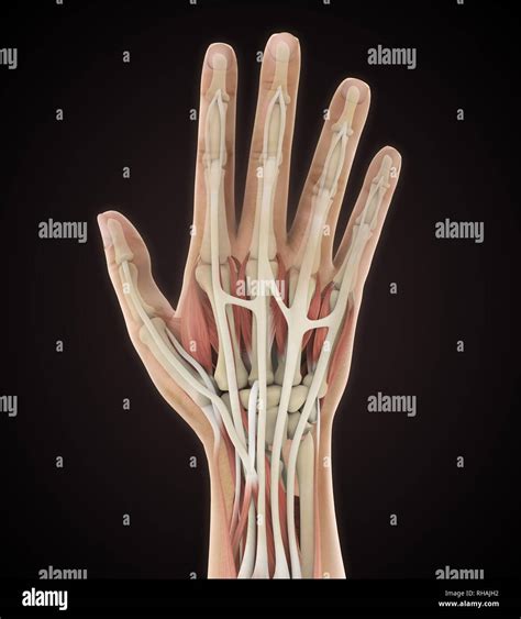 List 93+ Pictures Diagram Of A Human Hand Completed