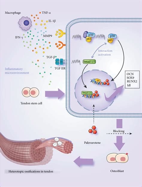 A demonstration of palovarotene’s effects and the synergistic effects ...