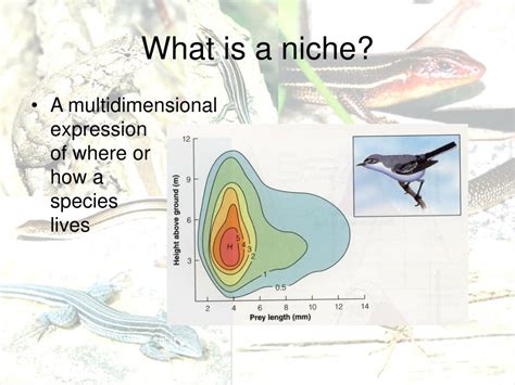 PPT - Niches PowerPoint Presentation, free download - ID:5633226