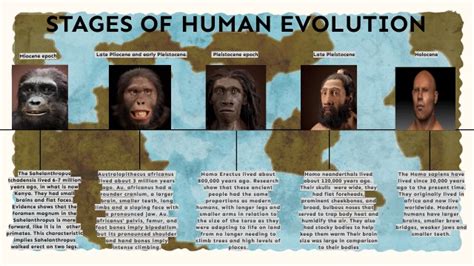 STAGES OF HUMAN EVOLUTION | Genially