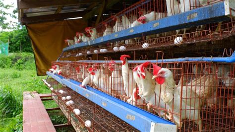 Optimizing space utilization: Why planting patterns are important when ...