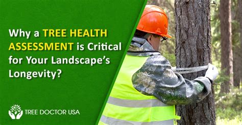 Why a Tree Health Assessment is Critical for Your Landscape’s Longevity?