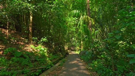 Lush Jungle Pathway Surrounded by Tropical Foliage 49032690 Stock Video ...