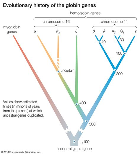Evolution - Natural Selection, Adaptation, Genetics | Britannica