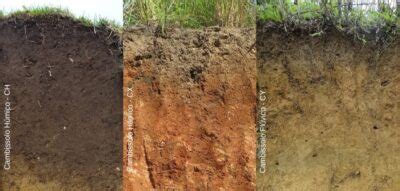 Solo: O que é, Definição, Formação, Importância e Principais Tipos