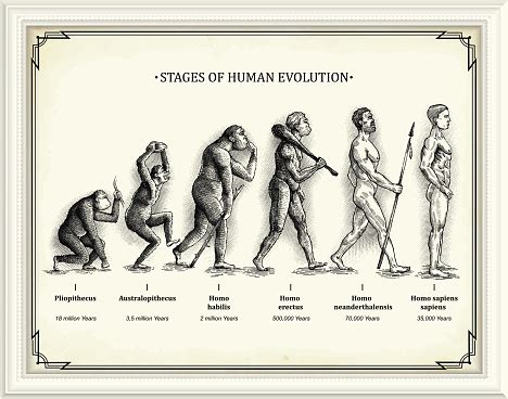 Stages Of Human Evolution Stock Illustration - Download Image Now ...