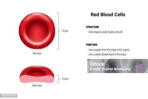 Structure And Function Of Red Blood Cells Vector Erythrocytes Top View ...