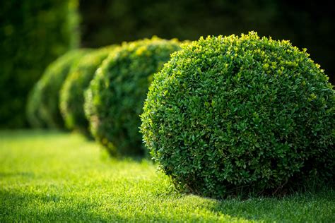 20 Evergreen Shrubs for a Perfect Garden